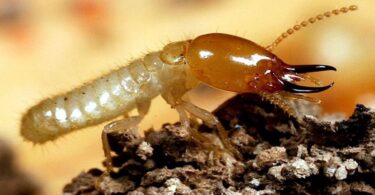 Rayap dan Risiko Kerusakan Bangunan yang Sering Diabaikan