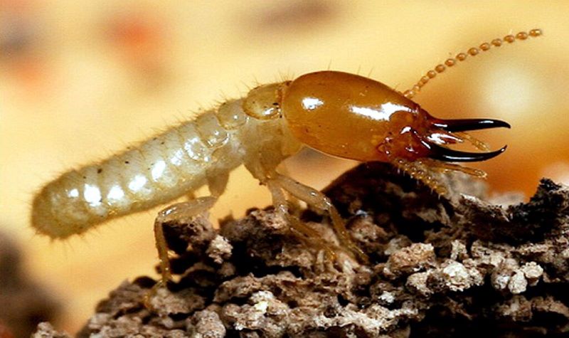 Rayap dan Risiko Kerusakan Bangunan yang Sering Diabaikan